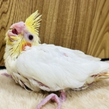 小さい怪獣🐣オカメインコ(ルチノー)