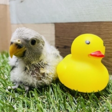 ちょこんと感がたまらない！！コザクラインコのモーブオパーリン！
