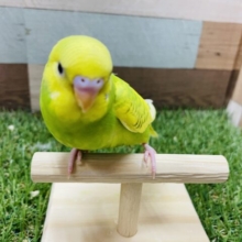 最新画像有り☆物怖じしなさそうな凛々しいコ！セキセイインコのスパングルパイド！