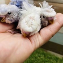 期間限定☆くるんっとした羽が可愛らしい羽衣セキセイフェア！！