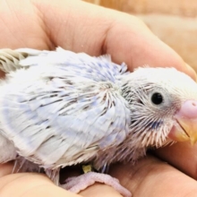 人気のカラーが入舎です　セキセイインコ　ライラック　Ｒ５　１／１７撮影