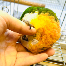 【最新画像・動画更新🪄】おてんばガール♪シロハラインコ(女の子)