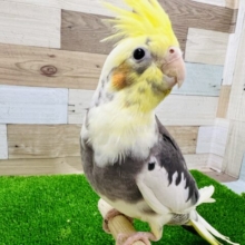 最新画像更新☆オカメインコ(パイド)慣れました〜❤