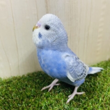 ウルウルしてるの〜💓かわいこちゃん！　セキセイインコ　スパングル