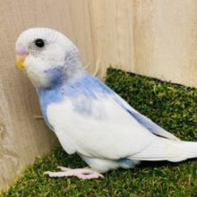 ☁️〜お空みたいなセキセイさん〜☁️ セキセイインコ　パイド
