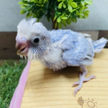 元気いっぱいな人気カラーのコ！セキセイインコのライラック！