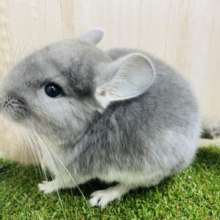 ツヤツヤ感がたまらない✨　チンチラ　バイオレット