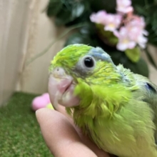 わちゃわちゃ可愛い💓まめたん！　マメルリハ　ノーマル　男の子