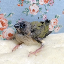 コキン鳥  ノーマル  🍎🌵  1/28