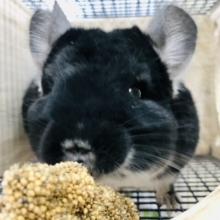 BIG BODYボーイ　チンチラ　ブラックパール　R4  9/2撮影