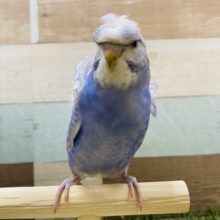 最新画像有り！キリッと目つきに見える羽衣セキセイインコ☆