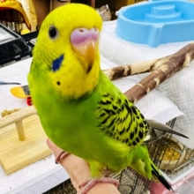 ☆セキセイインコ☆粟の穂つかみ取り
