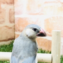 今年最後の桜文鳥　R４　１２／３１撮影