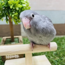 ヒナ餌卒業の甘えん坊さん！！マメルリハインコのモーブ！