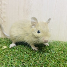 おチビデグーさん登場です💓素敵サンド　デグー　サンド