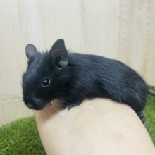 カッコよくキメちゃうよ！真っ黒デグーちゃん！　デグー　ブラック
