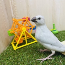 最新動画・画像になります！かなり美形なシルバー文鳥の「ギンさん」いますよ〜