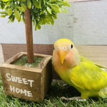 カメラに目線をくれちゃう可愛いコ！コザクラインコのタイガーチェリー！