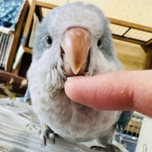 ベタなれ候補生♡オキナインコのブルーオパーリン入舎しました！