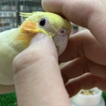 オカメインコ ルチノー カキカキ！