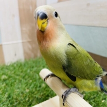 最新画像有り☆人気カラーのキュートなコ！！コザクラインコのダークグリーン！