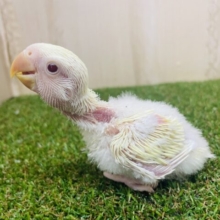 ふんわりクリームカラーのコザクラさん‼️ コザクラインコ　クリームイノオパーリン