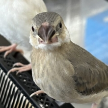 画像更新☆久しぶりの入舎‼︎ちびちび桜文鳥