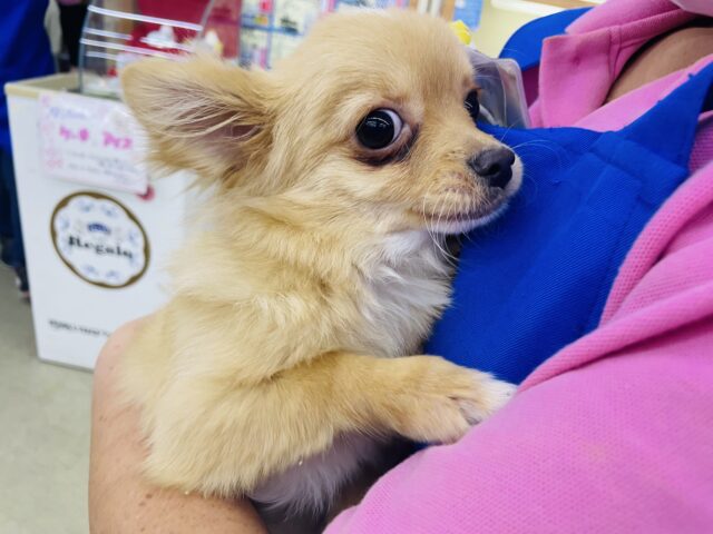キツネ顔さん🦊なチワワ君です⭐️ チワワ　クリーム