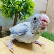 おねだり上手な男の子！マメルリハインコのアメリカンホワイト！