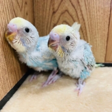 人気のレインボーカラー！セキセイインコ(レインボー) ヒナ