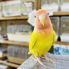 最新画像更新☆人が好きなの♡コザクラインコのルチノー♡