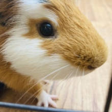穏やかな癒し系男子❤︎クレステッドモルモットくんです❤︎♂