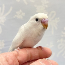 激キレイ❤️セキセイインコ(ライラック) 2022年12月生まれ