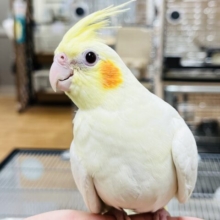 クリクリおめめ♡オカメインコ(ルチノー)