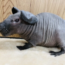 不思議なカラーで魅了します♡スキニーギニアピッグ(ブラック) 男の子