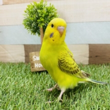 最新画像有り！優しい雰囲気が漂うコ！セキセイインコのシナモンオパーリン！