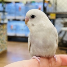おめめくりんくりん！セキセイインコ(ライラックモーブ)