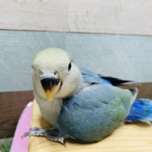 最新画像有り☆ふわふわブルーの可愛いコ！コザクラインコのブルーチェリー！