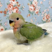 コザクラインコ  ノーマル  🍀✨️  1/5