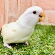 クリームカラーがかわいい　コザクラインコ　クリームイノ　Ｒ５　１／２５撮影