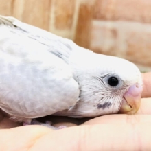 人気のカラー第二弾　セキセイインコ　ライラック　Ｒ５　１／１７撮影