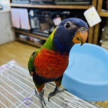最新画像更新☆甘ったれ♡ホンゴシキセイガイインコのヒナ〜❤