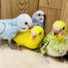 色とりどり♫セキセイインコ ヒナ