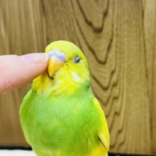 クチバシが良いの♡♡セキセイインコ(スパングルパイド)