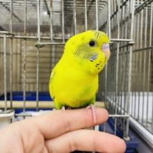 1人餌！最新画像になりますよ‼️ヒョウ柄ぽくてカッコいいでしょ~？　セキセイインコ　ハルクイン
