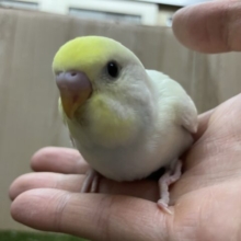 クリーム！セキセイインコ！久しぶり！