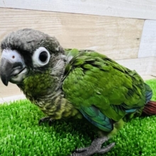 画像更新☆わったわたのウロコインコ！ノーマルカラー☆
