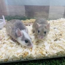 本店初入舎！！小さくてキュートなネズミさん！ヤワゲネズミの女の子！