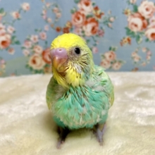 セキセイインコ  パステルレインボースパングル  🌱💠  1/21