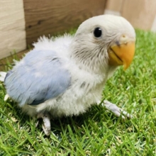 クリクリおめめが可愛らしいコ！コザクラインコのバイオレットオパーリン！